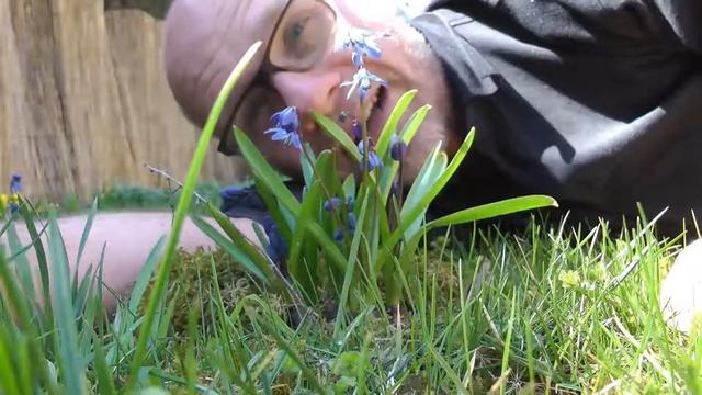 Sibirischer Blaustern Scilla siberica