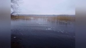 Охота на рябчика. Манок ЧЕМПИОН.