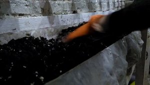 Выращивание шампиньонов. Увеличение урожая (эксперимент по применению биогумус) часть 1я #DEN Life