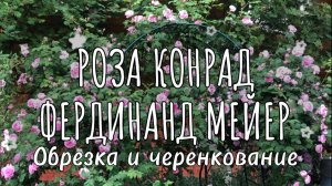 Обрезка и черенкование розы Конрад Фердинанд Мейер