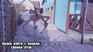 Морская Свинка КУЗЯ нашёл МИККИ МАУС.EXE в реальной жизни! Морская Свинка Бузя и Кузя Вера Челлендж