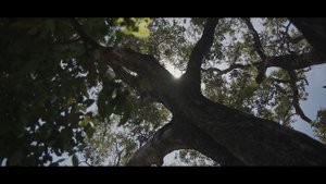 Come Together - Nauiyu Community