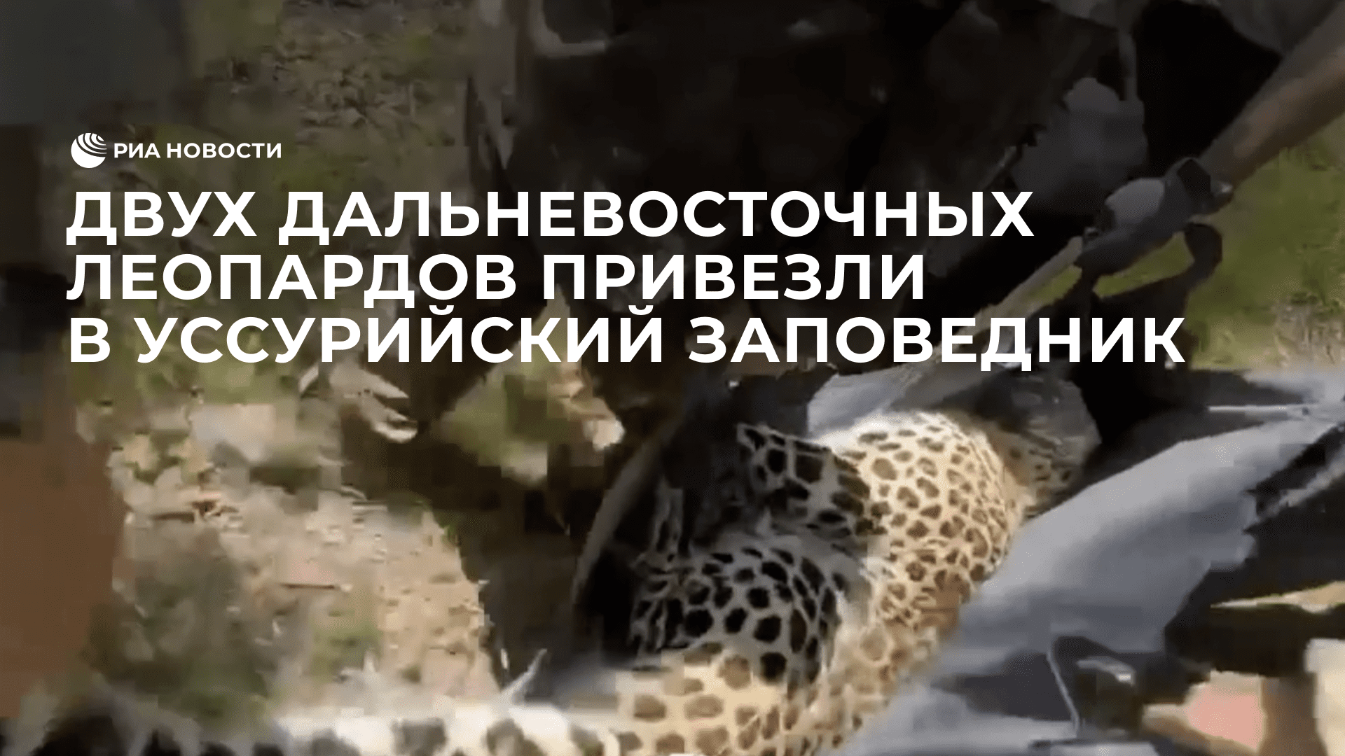 Двух дальневосточных леопардов привезли в Уссурийский заповедник