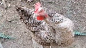 Молодые петушки Доминанты. Возраст 2 месяца. 89835089130