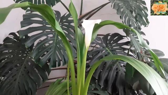 Калла,белокрыльник эфиопский смотреть онлайн