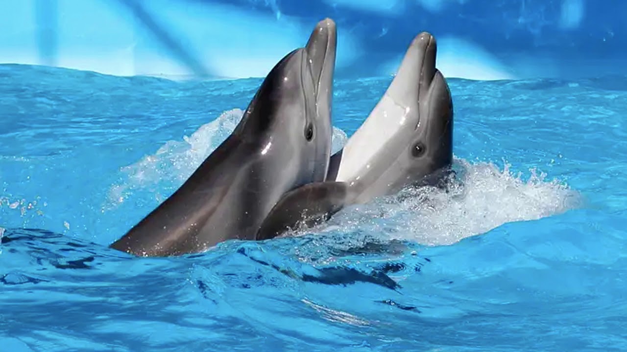 Дельфины танцуют