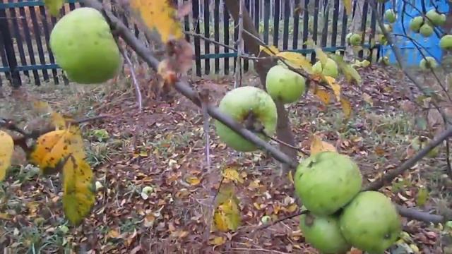 Продаётся Дача. Осень. Урожай Яблок. Дачный Участок в Октябре (Dacha. Ukraine)