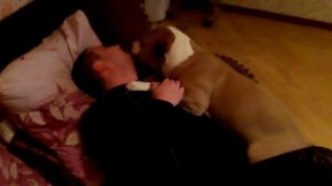 стафф-очень агрессивная порода...