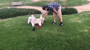 Lhasa Apso vs Sealyham terrier play dog fight! so cute