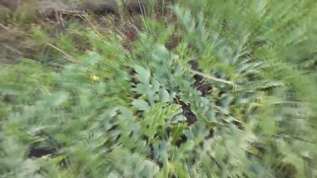 Эксперимент по выращиванию привитых арбузов на 17 августа. 4 часть смотреть онлайн