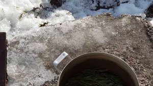 04.01.19. Хвоя для голубей.