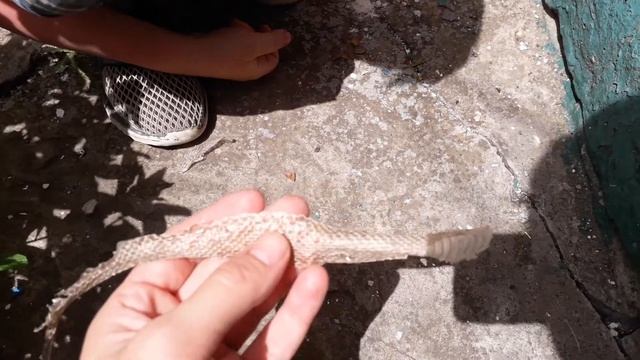 Зміїна шкіра шкіра змії змія скинула шкіру суха зміїна шкіра