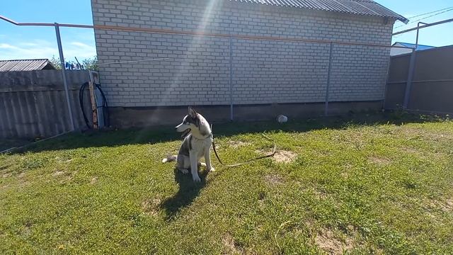 ХАСКИ СПУСТЯ 2 МЕСЯЦА КАКОЙ ОН КРАСИВЫЙ смотреть онлайн