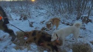 Трофеи с лайками за пару дней
