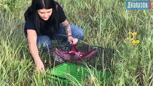 В Актобе спасли степного хорька смотреть онлайн