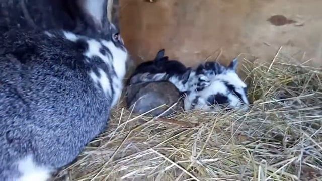 Крольчиха родила без гнезда (маточника). смотреть онлайн