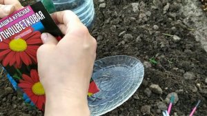 РОМАШКИ МНОГОЛЕТНИЕ сею сразу в грунт
