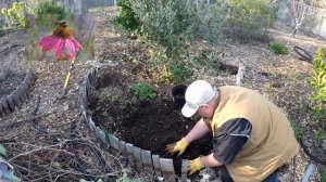 Echinacea purpurea Natures Miracle Plant! Harvesting Dormant Roots For Propagation & Tincture