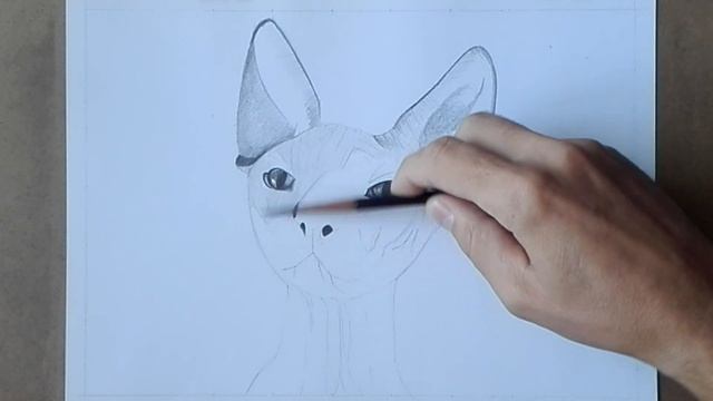 Как нарисовать кота породы Сфинкс карандашом. Часть1. How to draw a Sphinx cat with a pencil.