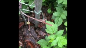 Вишня ? ,,Шоколадница" ?неудачная обработка , секреты и уход ??☘️