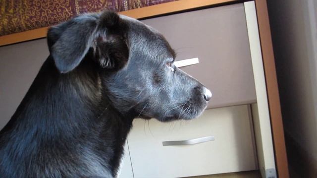 Canon Ixus 220 HS video test смотреть онлайн