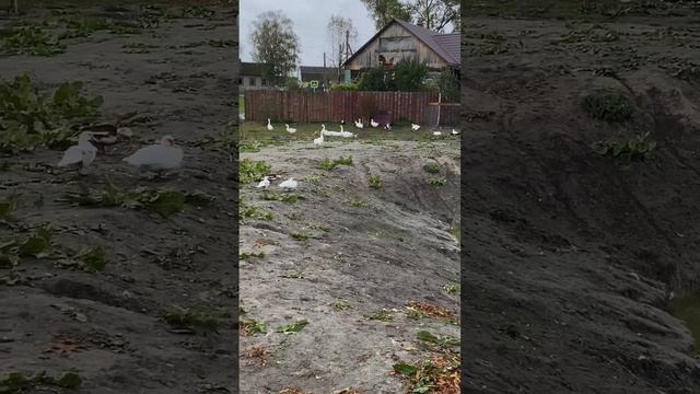 Свой самодельный пруд в огороде – это здорово!