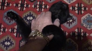 11_02_2020_КОТЁНОК УЛЫБАКА.mp4