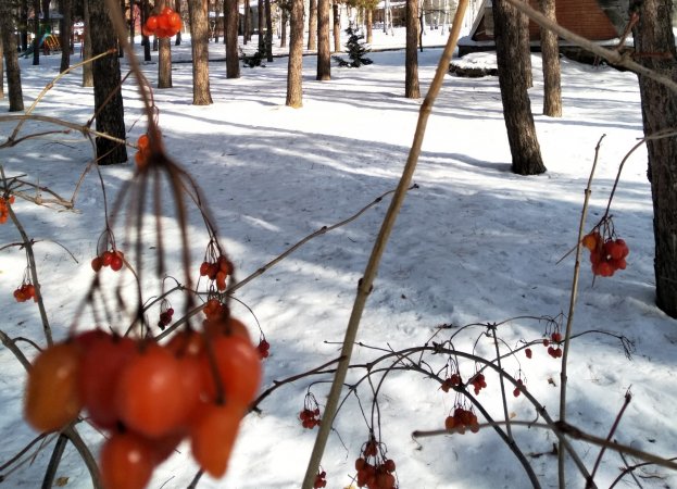 Калина в конце зимы, на Масленицу