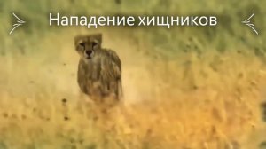Гонка гепарда за малышом антилопы. Вот это скорость