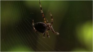 Видео про пауков. Паук плетет паутину. Паутина паука. Video about spiders. The spider spins a web.