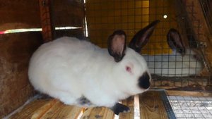 Тепловой удар у кроликов как