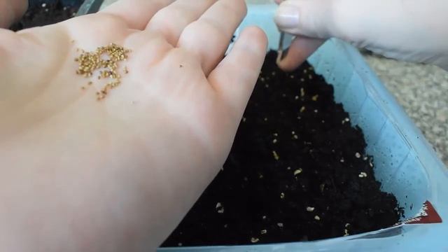 Посев земляники YELLOW WONDER и TEMPTATION Всходы 2018 смотреть онлайн