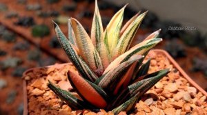 Haworthia glabrata variegata