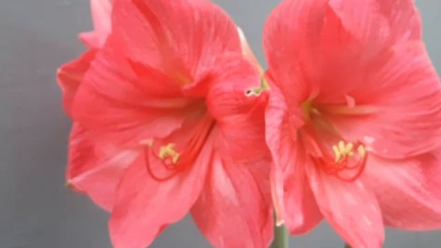 AMARYLLIS BOLERO #amarillis #hippeastrum #гиппеаструм смотреть онлайн
