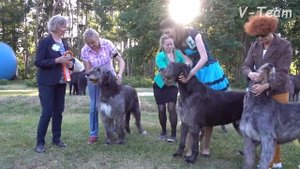 Ирландский волкодав. Конкурс производителей. Чемпионат Островных Борзых.