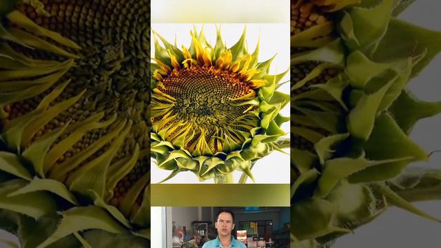 Time lapse: 1 day to 30 sunflower