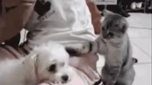 Весёлая жизнь животных 360