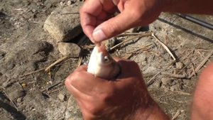 Проверка снастей и ловля карася  на гороховую мастырку с ванилином