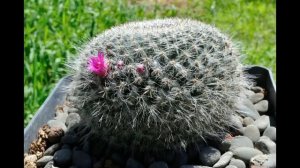 Mammillaria hahniana