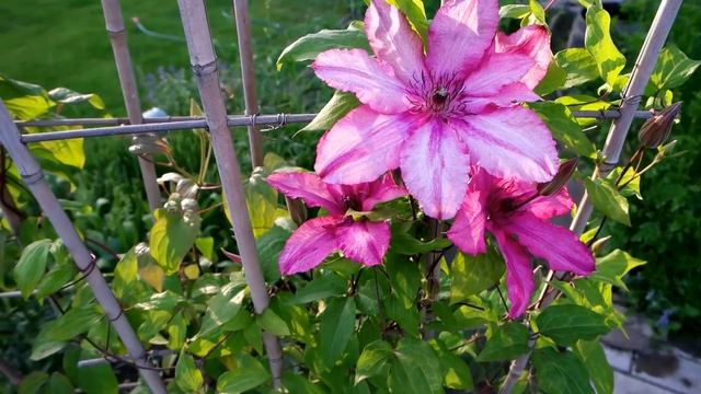 ? Мир восхитительных клематисов – мир хобби от Nina Petrusha channel Clematis TV смотреть онлайн