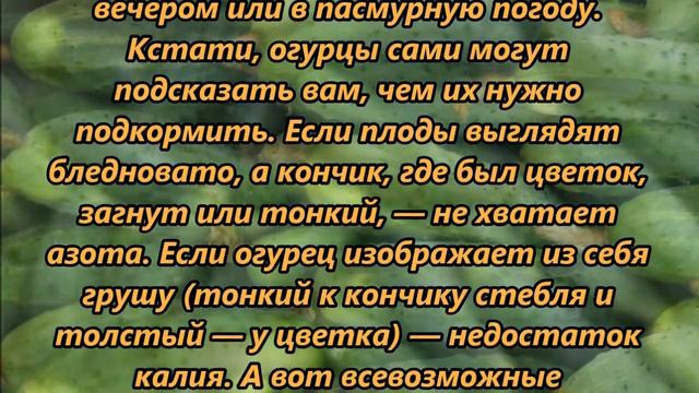 Чем удобрять огурцы