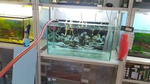 Всё пошло не по плану с перезапуском аквариума. Что случилось? смотреть онлайн