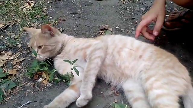 Найден рыжий кот на Шевченко, г. Барнаул смотреть онлайн