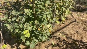 Мульчирование кустов крыжовника, смородины, жимолости. Mulching gooseberry current honeyberries