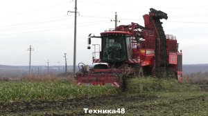 Комбайны Ropa Tiger 5 и Holmer TerraDos T4-40. Уборка сахарной свёклы в Елецком районе
