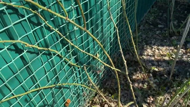 Обрезка и формирование кустов плетистой розы Флорентина! Работы в саду! смотреть онлайн