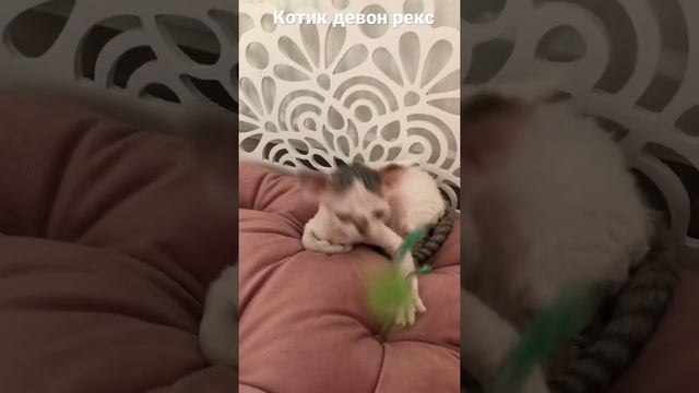 Свободен котик породы девон рекс смотреть онлайн