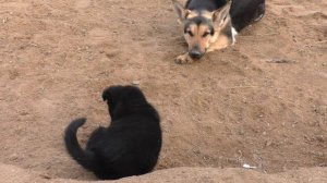 2020 г. Продаются ЩЕНКИ ВЕО! Восточно европейская овчарка Одесса