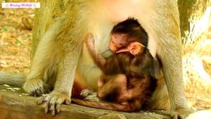 Fear! Careless Mother Monkey Made Her Baby Monkey Almost Fall From A High Tree To A Cliff