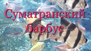 Барбус суматранский: содержание, уход, совместимость в аквариуме, разведение.